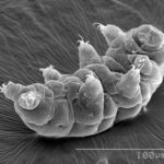 tardigrade-protein-protects-healthy-cells-from-radiation-damage