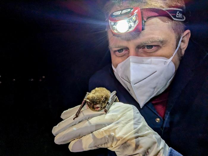 genomic-advances-illuminate-health-insights-for-endangered-bat-species