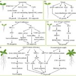 transforming-root-architecture:-the-impact-of-nitrogen-on-plant-growth