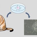 breakthrough-research-yields-feline-embryonic-stem-cells,-a-major-advancement-for-cat-health