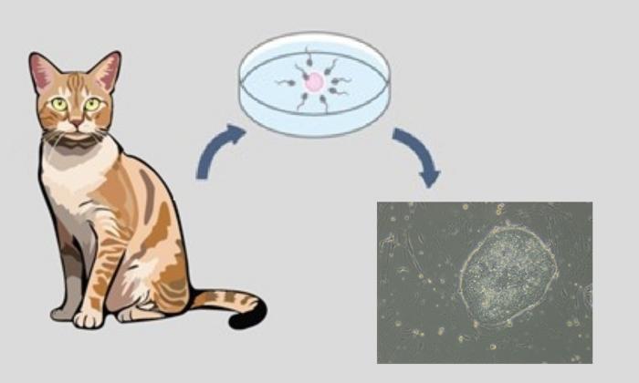breakthrough-research-yields-feline-embryonic-stem-cells,-a-major-advancement-for-cat-health