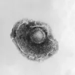 awakening-threat:-the-role-of-vzv-reactivation-in-central-nervous-system-infections