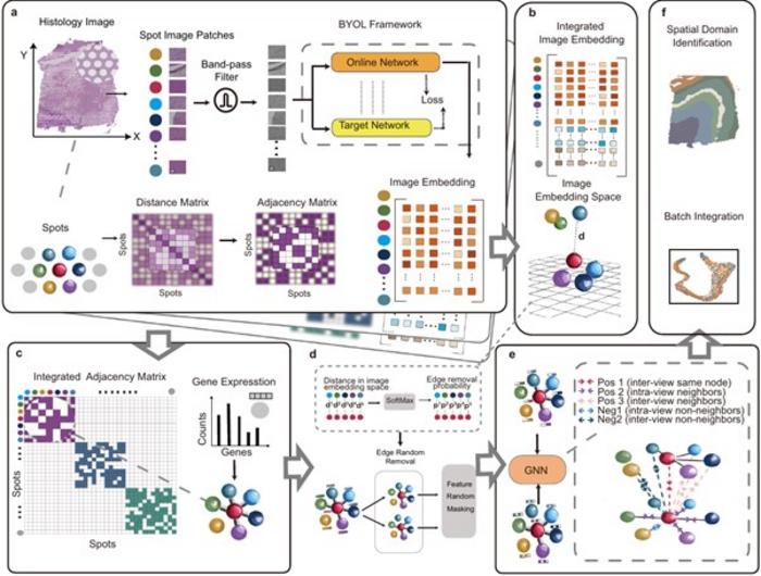 cutting-edge-deep-learning-framework-enhances-tissue-analysis-in-spatial-transcriptomics