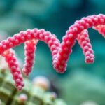 genomic-insights-clarify-complex-evolutionary-relationships-in-mollusks