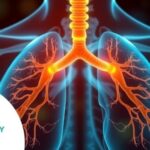 how-our-lungs-support-bone-marrow-in-blood-production