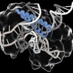 revolutionary-ancient-rna-guided-mechanism-may-streamline-gene-editing-therapy-delivery