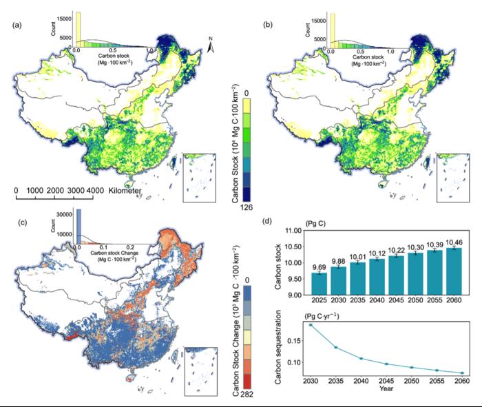 china’s-forests:-a-carbon-sink-with-a-time-limit?