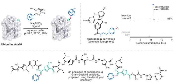 advancements-in-precision-engineering-of-peptides-and-proteins