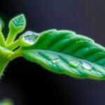 breakthrough:-smart-researchers-unveil-novel-nanosensor-for-real-time-iron-detection-in-plants