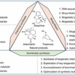 advancements-and-future-directions-in-biomimetic-approaches-to-natural-product-synthesis