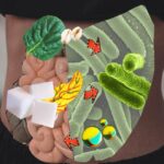 gut-microbes-convert-glucose-to-short-chain-fatty-acids-under-metformin-regulation