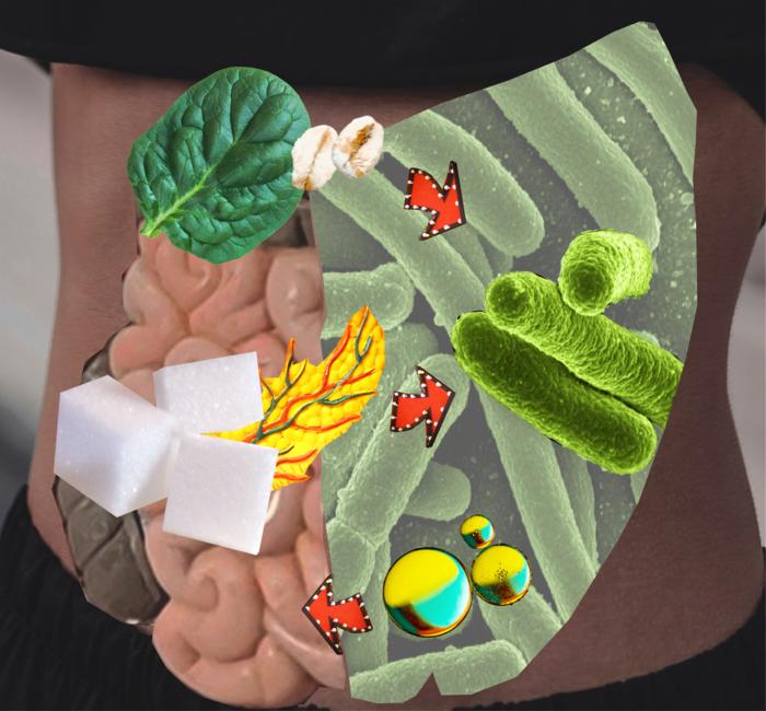 gut-microbes-convert-glucose-to-short-chain-fatty-acids-under-metformin-regulation