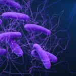 synthetic-microbiome-therapy-suppresses-c.-difficile-infection-in-mouse-model