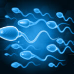 3d-genome-structure-guides-sperm-development