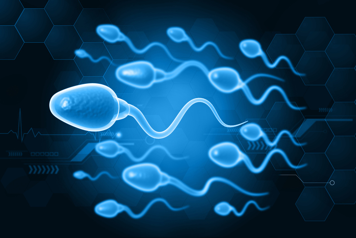 3d-genome-structure-guides-sperm-development