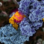 unveiling-the-mechanism-of-a-key-dna-repair-protein:-implications-for-cancer-therapy