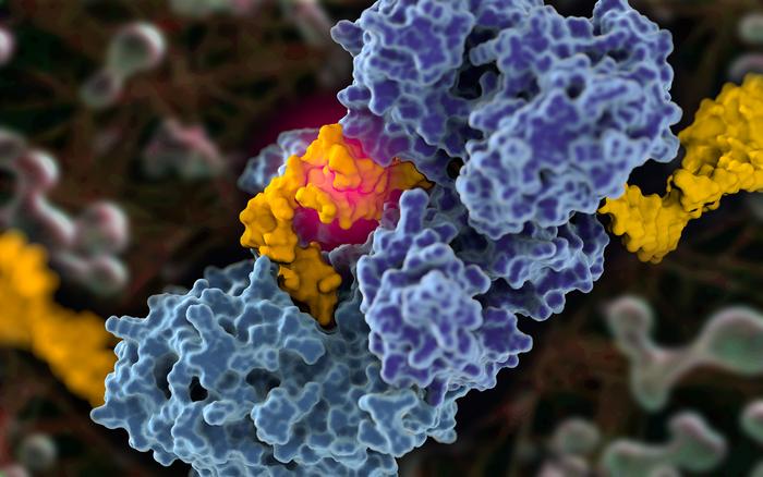 unveiling-the-mechanism-of-a-key-dna-repair-protein:-implications-for-cancer-therapy