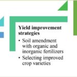 exploring-the-impact-of-rhizobium-and-low-phosphorus-on-common-bean-yields-in-ethiopia