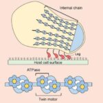 motion-capture:-m.-mobile’s-motility-apparatus-breaks-new-ground-in-science-–-a-first-of-its-kind
