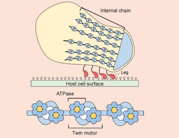 motion-capture:-m.-mobile’s-motility-apparatus-breaks-new-ground-in-science-–-a-first-of-its-kind