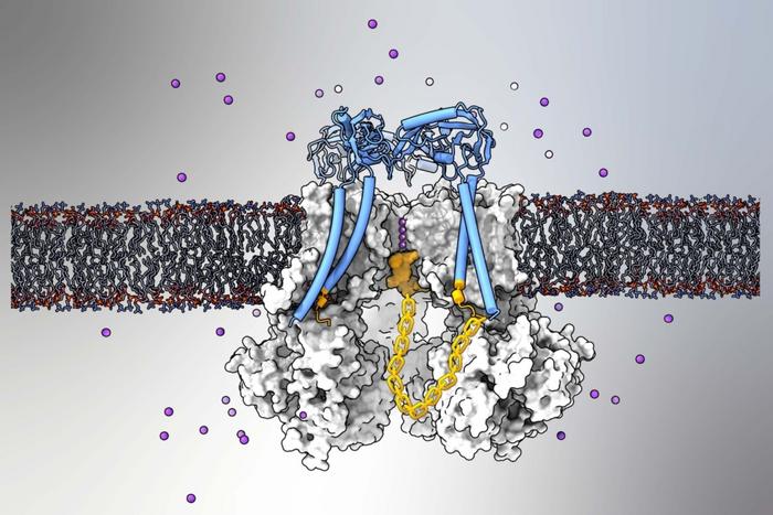 research-reveals-“ball-and-chain”-mechanism-that-inactivates-crucial-mammalian-ion-channel