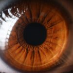 blinding-cornea-injuries-repaired-using-stem-cells,-clinical-data-show