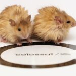 colossal’s-multiplex-edited-mice-replicate-woolly-mammoth-hair-traits