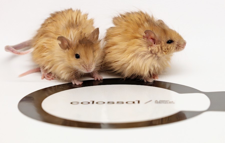 colossal’s-multiplex-edited-mice-replicate-woolly-mammoth-hair-traits