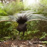 remarkable-australian-bird-unveils-unexpected-farming-abilities
