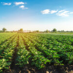 solanum-pan-genome-unveils-paralogs’-role-in-genome-engineered-crops