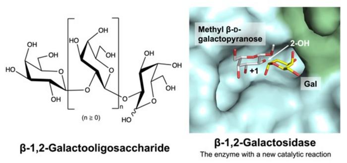 groundbreaking-enzyme-discovered-in-gut-bacteria-promises-to-transform-prebiotic-research