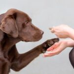 scientists-discover-genes-linked-to-obesity-risk-in-humans-and-labradors