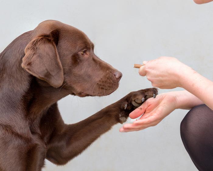 scientists-discover-genes-linked-to-obesity-risk-in-humans-and-labradors