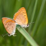 study-suggests-a-future-without-butterflies:-a-troubling-outlook-for-our-ecosystems
