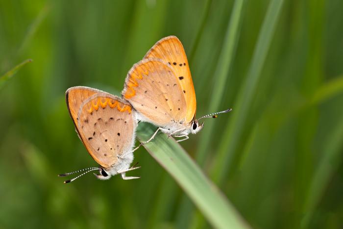 study-suggests-a-future-without-butterflies:-a-troubling-outlook-for-our-ecosystems
