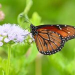 us.-butterfly-population-declines-by-20%-since-2000:-a-cause-for-concern