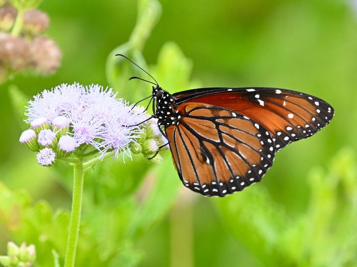 us.-butterfly-population-declines-by-20%-since-2000:-a-cause-for-concern