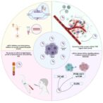 unveiling-the-role-of-rna-cargo-in-exosomes:-a-link-to-head-and-neck-cancers