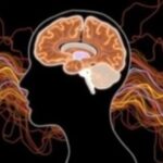 mapping-the-mind:-new-research-reveals-neural-pathways-that-transform-sound-into-speech