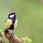 evolving-tunes:-the-impact-of-movements-and-memories-on-birdsong-development