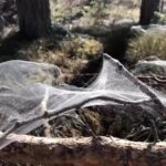 advancements-in-in-situ-web-spinning-inspired-by-silk-for-contextual-robotics