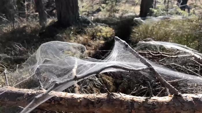 advancements-in-in-situ-web-spinning-inspired-by-silk-for-contextual-robotics