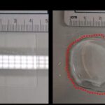 advancing-expansion-microscopy-techniques-for-plant-research