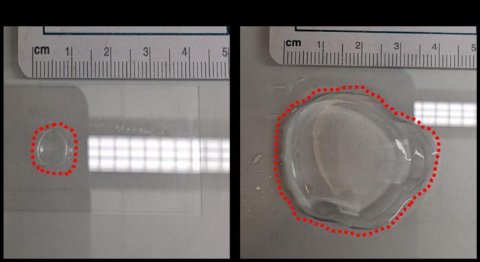 advancing-expansion-microscopy-techniques-for-plant-research