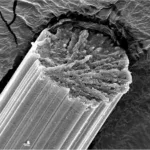 stretching-spider-silk-enhances-its-strength:-new-insights-unveiled