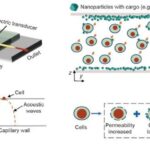 novel-acoustofluidics-technique-enhances-intracellular-nanoparticle-delivery