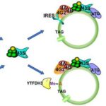 revealing-the-hidden-proteome:-the-impact-of-coding-circular-rnas-on-cancer