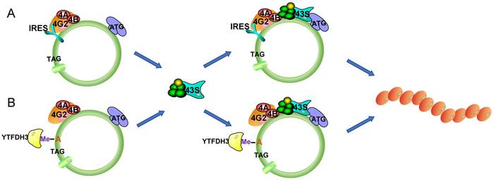 revealing-the-hidden-proteome:-the-impact-of-coding-circular-rnas-on-cancer