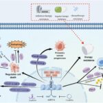 transforming-cancer-care:-the-impact-of-ezh2-targeting-on-precision-medicine