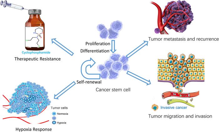 exploring-the-impact-of-ubiquitination-on-cancer-stem-cell-regulation